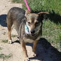 Thumbnail photo of Daisey #1