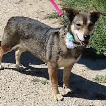 Thumbnail photo of Daisey #2