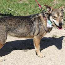 Thumbnail photo of Daisey #4