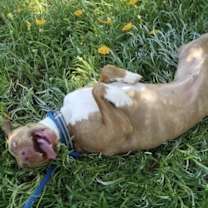 Thumbnail photo of Dakota #4