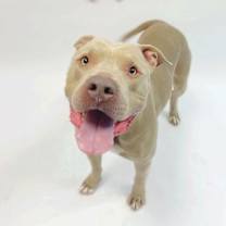 adopt-pet