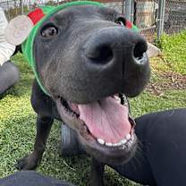 adopt-pet