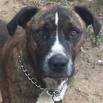 Thumbnail photo of Jake #2