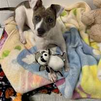 Thumbnail photo of Ripley #3