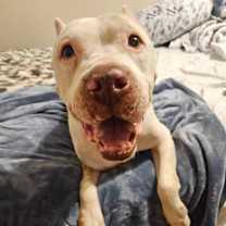 Thumbnail photo of Atticus #3