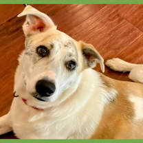 Thumbnail photo of Trixie #1
