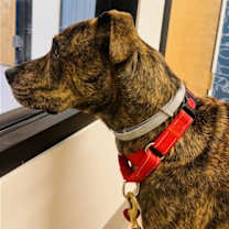 Thumbnail photo of Waylon #2