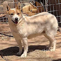 adopt-pet