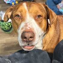 Thumbnail photo of Louie #1