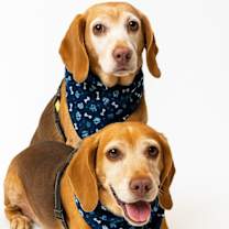 Thumbnail photo of Henry (bonded with Hank) #1