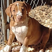 Thumbnail photo of Caramel #4