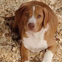 Thumbnail photo of Caramel #3