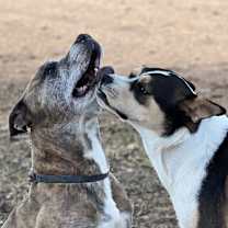 Thumbnail photo of Rockwell #3