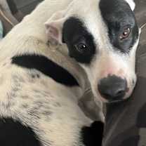 Thumbnail photo of Lacey #3