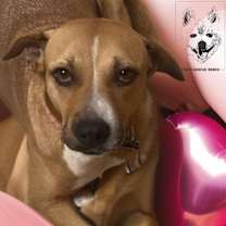 Thumbnail photo of GINGER #2