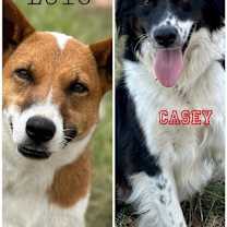 Thumbnail photo of Lolo and Casey #1