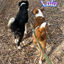 Thumbnail photo of Lolo and Casey #3