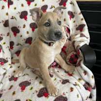 Thumbnail photo of Valentino #1