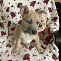 Thumbnail photo of Valentino #2