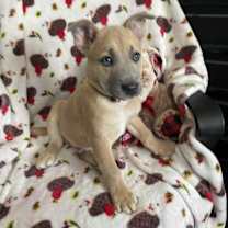 Thumbnail photo of Valentino #3