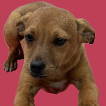 Thumbnail photo of Griselda #1