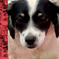 Thumbnail photo of Nieves #2