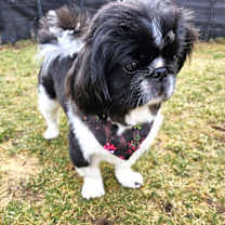Thumbnail photo of Spaulding #3