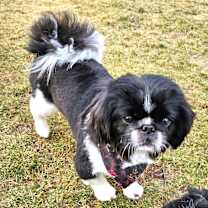 Thumbnail photo of Spaulding #1