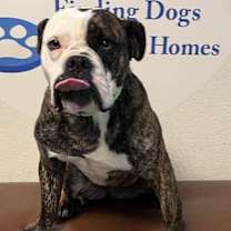 Thumbnail photo of Rosette aka Biscuit #4