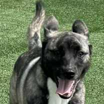 Thumbnail photo of Spice #4