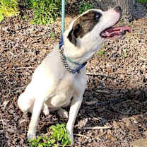 Thumbnail photo of Colby Jack #3