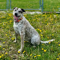 Thumbnail photo of Suki #1