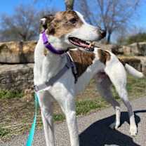 Thumbnail photo of Charlie #3