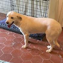 Thumbnail photo of SugarPlum #1