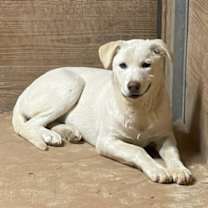 Thumbnail photo of SugarPlum #3