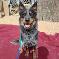 Thumbnail photo of Ranger-TERRIFIC PAL #1