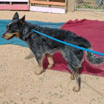 Thumbnail photo of Ranger-TERRIFIC PAL #2