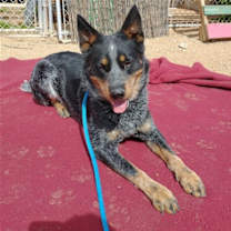 Thumbnail photo of Ranger-TERRIFIC PAL #3