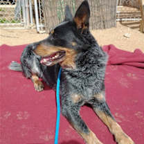 Thumbnail photo of Ranger-TERRIFIC PAL #4