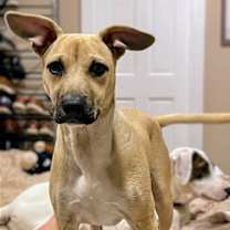 Thumbnail photo of Pong Lonestar #1