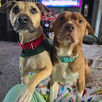 Thumbnail photo of Pong Lonestar #2