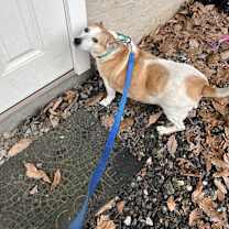 Thumbnail photo of Copper #4