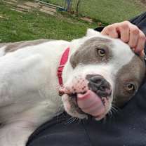 Thumbnail photo of Leonardo #3