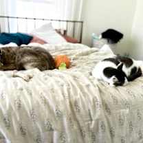 Thumbnail photo of Barkley #4