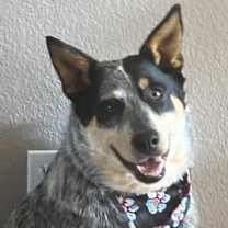 Thumbnail photo of Cooper #1