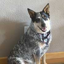 Thumbnail photo of Cooper #2