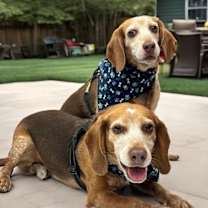 Thumbnail photo of Henry (bonded with Hank) #2