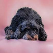 Thumbnail photo of Tensley & Teddy #1