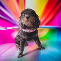 Thumbnail photo of Tensley & Teddy #3