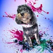 Thumbnail photo of Tensley & Teddy #4